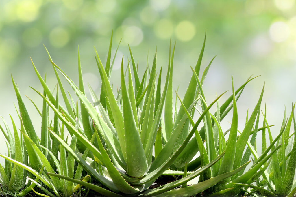 Advanced Body Foods Natural Digestive Health Remedy - Aloe