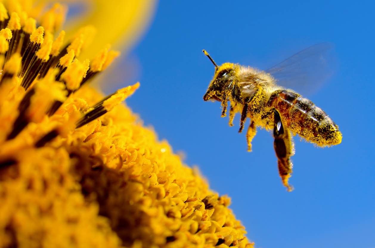Bee pollen vs pine pollen - Advanced Body Foods Pine Pollen Superfood Blends and Honey Powder