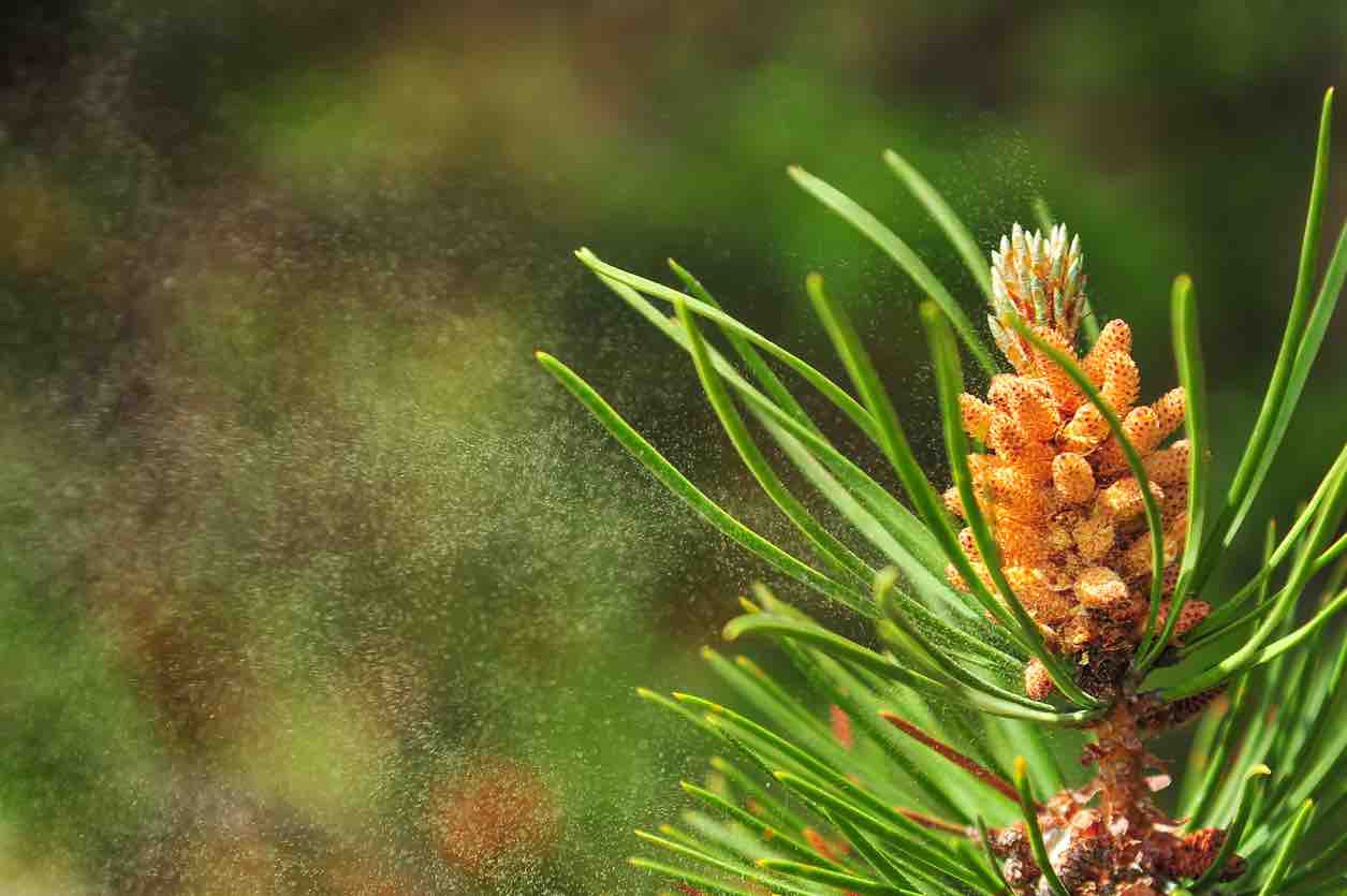 Why Take Pine Pollen? Discover Nature’s Anti-Aging Powerhouse!