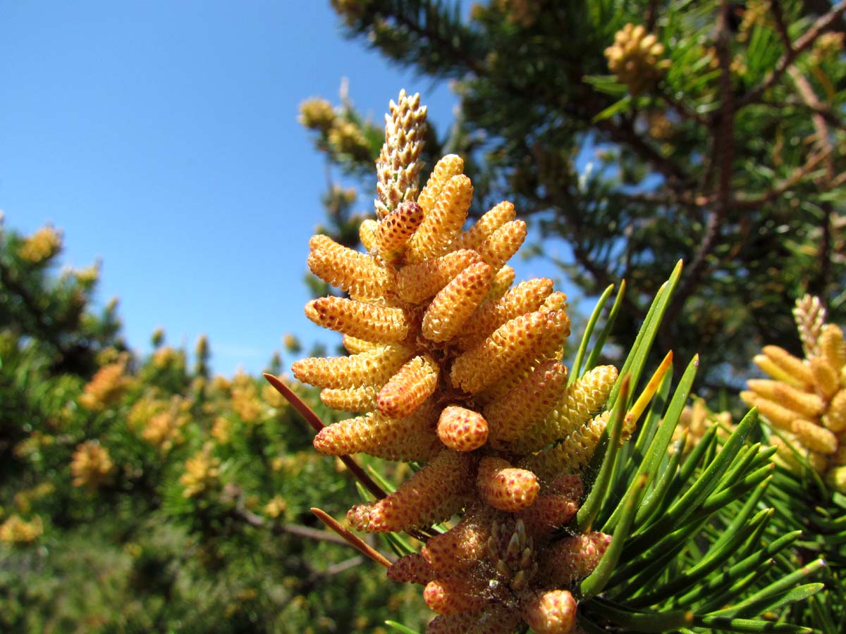 What Is Pine Pollen | Advanced Body Foods Pine Pollen Supplements