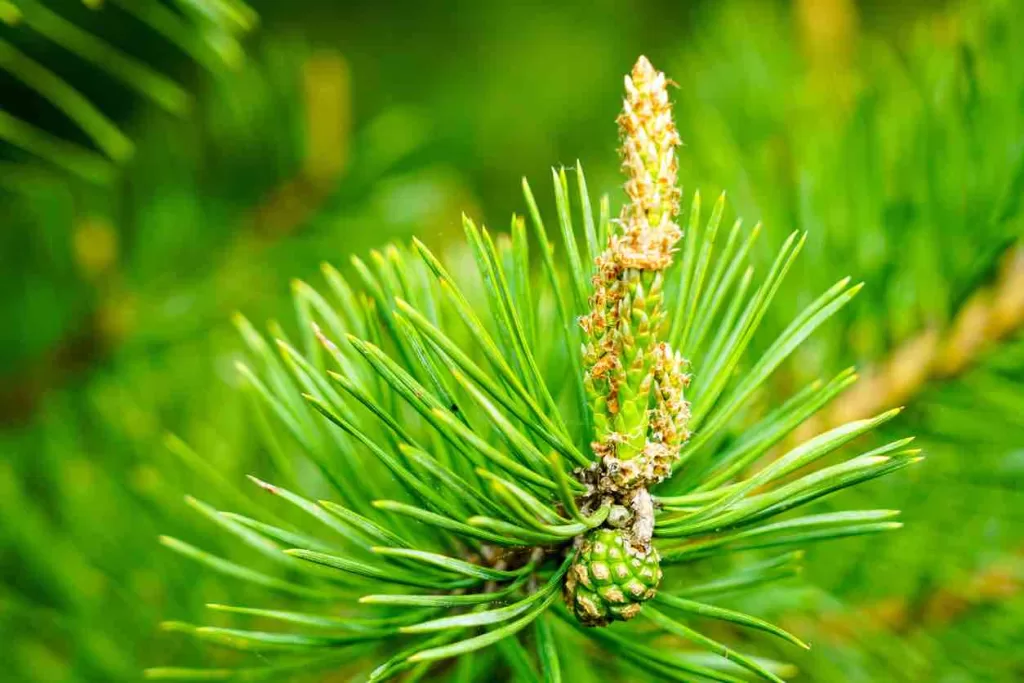 Pine Pollen and Protein - Advanced Body foods Pine Pollen Superfood Supplement Blends