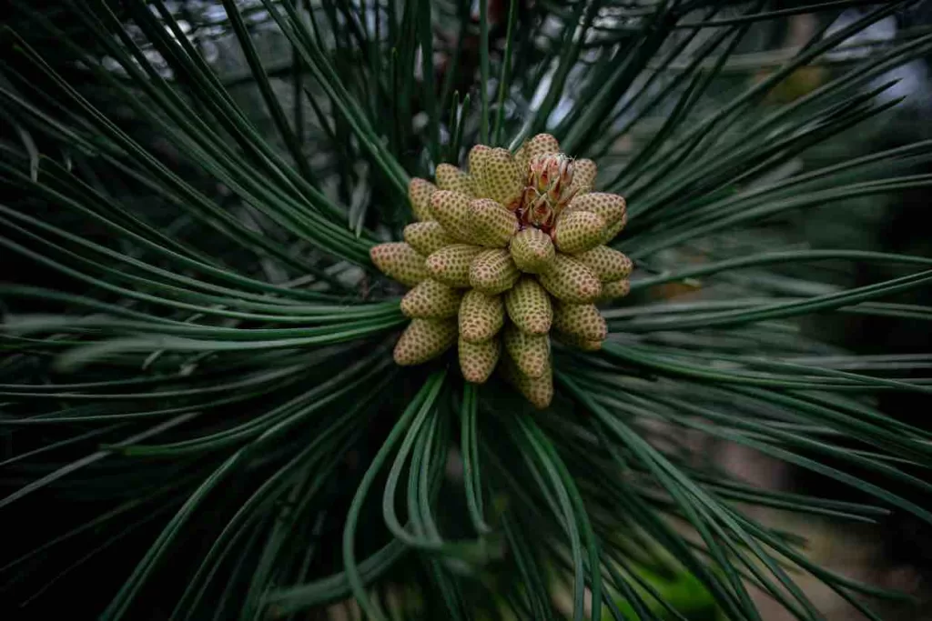 Pine Pollen and Women's Hormone Balance - Vixen Pollen by Advanced Body Foods