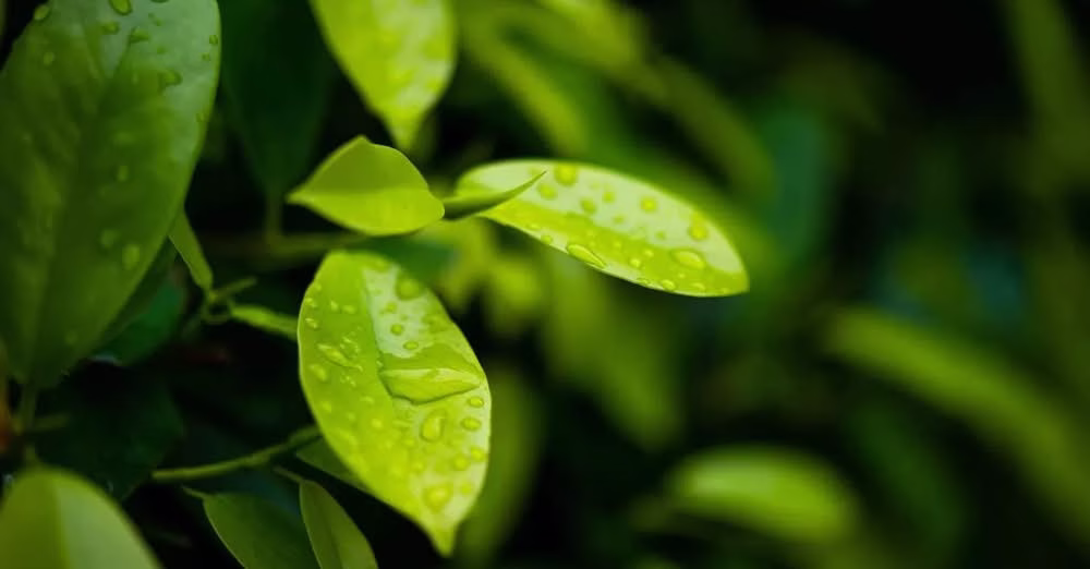 How Long Does It Take for Vitamins to Work